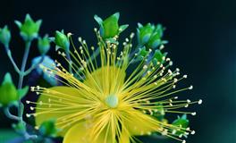 百变巫女双鱼座2021年12月运势