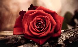 失去之后才懂得珍惜的星座，等到失去才追悔莫及！