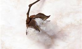 静电鱼金牛座每周运势（12.6-12.12）