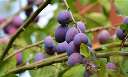 花甜水瓶座一周运势（12.13-12.19）