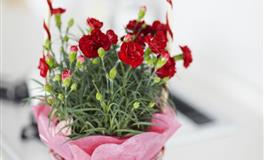 Lunita魔羯座一周运势(12.13– 12.19)