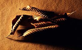 Kiddoの星运射手座一周运势（2021.12.20-12.26）