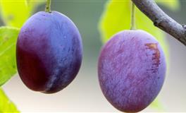 竹猫星球双子座一周塔罗运势（12.20-12.26）