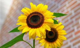 恋爱前事事让着你，恋爱后不可能还由着你的四大星座