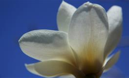 运势君白羊座一周运势（1.10-1.16 ）