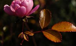 Hint占星金牛座一周运势参考及开运指南（1.10-1.16）