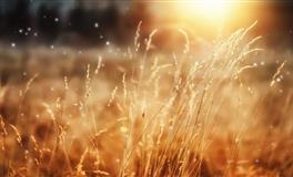 娜迪亚狮子座本周运势（1.10-1.16）