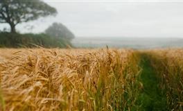 羲邑师姐生肖猪一周运势(1.31-2.6)