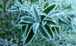 静电鱼金牛座每周运势（1.10-1.16）