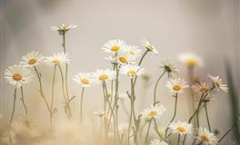 凯利.福克斯天蝎座2022年1月运势