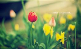 羲邑师姐生肖龙一周运势(2.21-2.27)