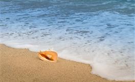 苏珊米勒每日运势2022年2月4日