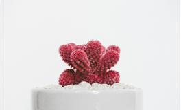 外表大大咧咧嘻哈不断，内心脆弱只有自己知道，缺乏安全感的星座