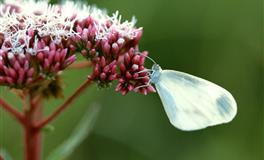 蓝蓝占星：4月谁的桃花机缘最强