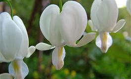 羲邑师姐生肖狗一周运势(3.29-4.3)