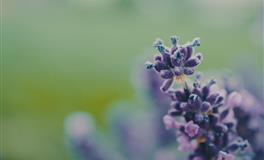 娜迪亚双鱼座本周运势（3.28-4.3）