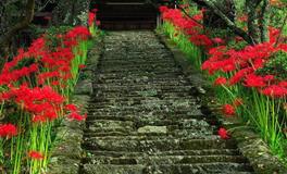 最痴情的星座，一爱便是一生，任凭海枯石烂