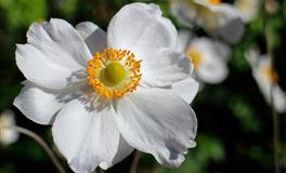 最缺心眼的三大星座，被人卖了，还帮人数钱