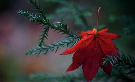 性格虚伪的三大星座，擅长猫哭耗子假慈悲