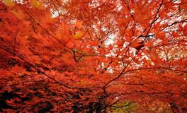 花甜双子座2022年4月运势