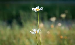不好惹的3星座，个性倔强，学不会低头