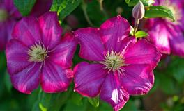 杨清华12生肖一周运势（3.28-4.3）