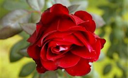 氧气占星：金牛座2022年4月运势