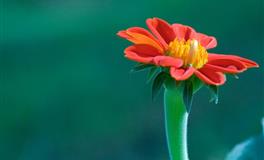 太单纯，盘点最容易被“高富帅”骗到手的星座女