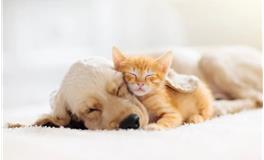 通过睡姿测你的真实性格