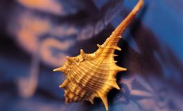 蓝蓝占星一周感情运势（4.23-4.29)