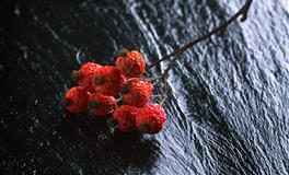 苏珊米勒一周星座运势（4.18-4.24）