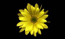 娜迪亚双鱼座本周运势（4.18-4.24）