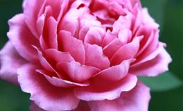 Kiddo白羊座一周运势（4.4-4.10）