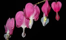 Alex魔羯座一周运势（4.25-5.1）