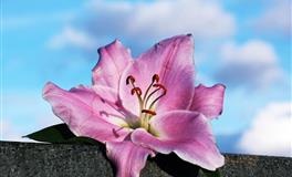 静电鱼天蝎座一周运势(4.25-5.1)