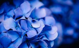 海百合双鱼座一周运势（4.18-4.24）