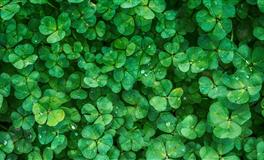 羲邑师姐生肖猴一周运势(4.4-4.10)