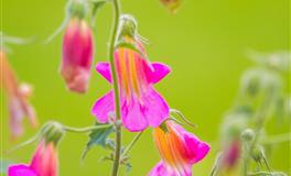 竹猫星球处女座一周塔罗运势（4.25-5.1）