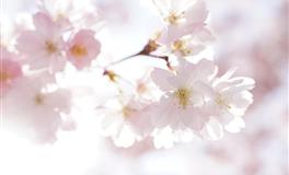 娜迪亚天秤座本周运势（4.11-4.17）