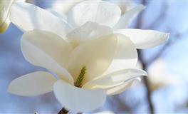 Alex狮子座一周运势（4.18-4.24）