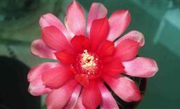 娜迪亚魔羯座本周运势（4.4-4.10）