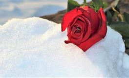 竹猫星球巨蟹座一周塔罗运势（4.18-4.24）