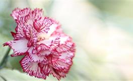 静电鱼水瓶座一周运势(4.4-4.10)