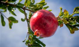 竹猫星球射手座一周塔罗运势（4.11-4.17）