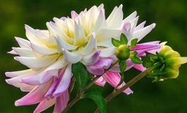 杀破狼巨蟹座一周运势(4.4-4.10)