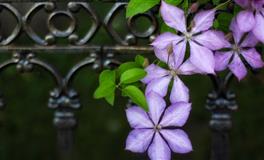 竹猫星球射手座一周塔罗运势（4.18-4.24）