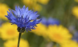 Kiddo天蝎座一周运势（4.11-4.17）