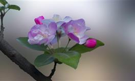 海百合天秤座一周运势（4.18-4.24）