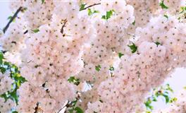 裴恩：白羊座一周运势（4.11-4.17）