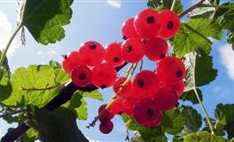 这几个星座一定要做自己，才能交好运